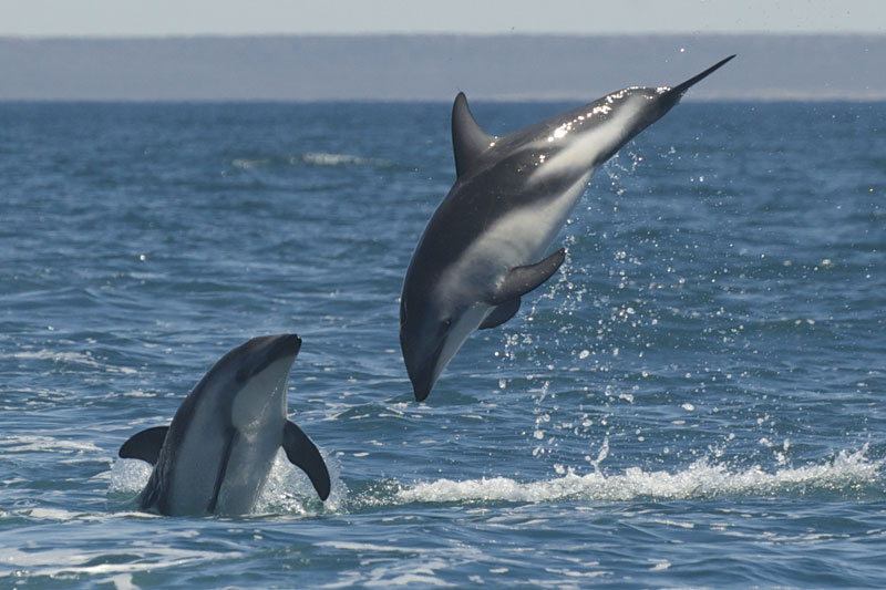 Paseo Náutico con avistaje de delfines