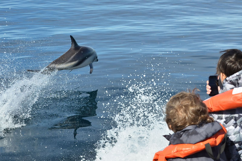 Paseo Náutico con avistaje de delfines