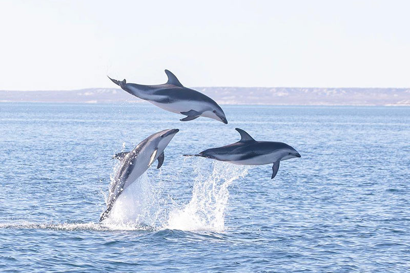 Paseo Náutico con avistaje de delfines