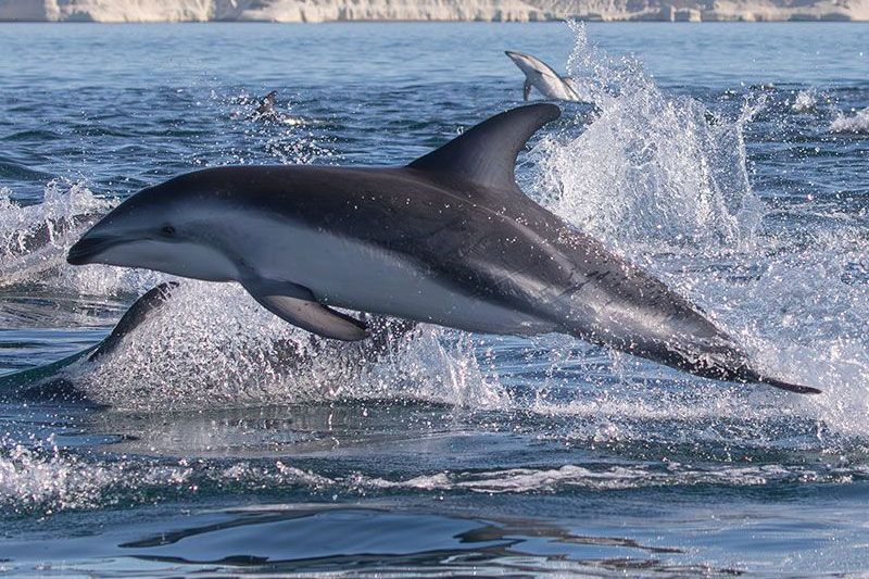 Paseo Náutico con avistaje de delfines